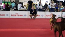 World Dog Show 2015 German Pinschers Males Champion Class