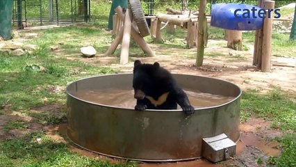 Batman Bear Fights Off Imaginary Baddies In Bath
