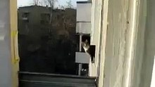 Cat Does Amazing Jump!