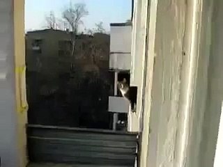 Cat Does Amazing Jump!