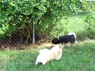 Tibetan Spaniels playing outside