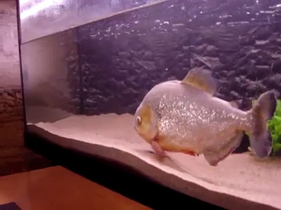 13" Caribe Piranha