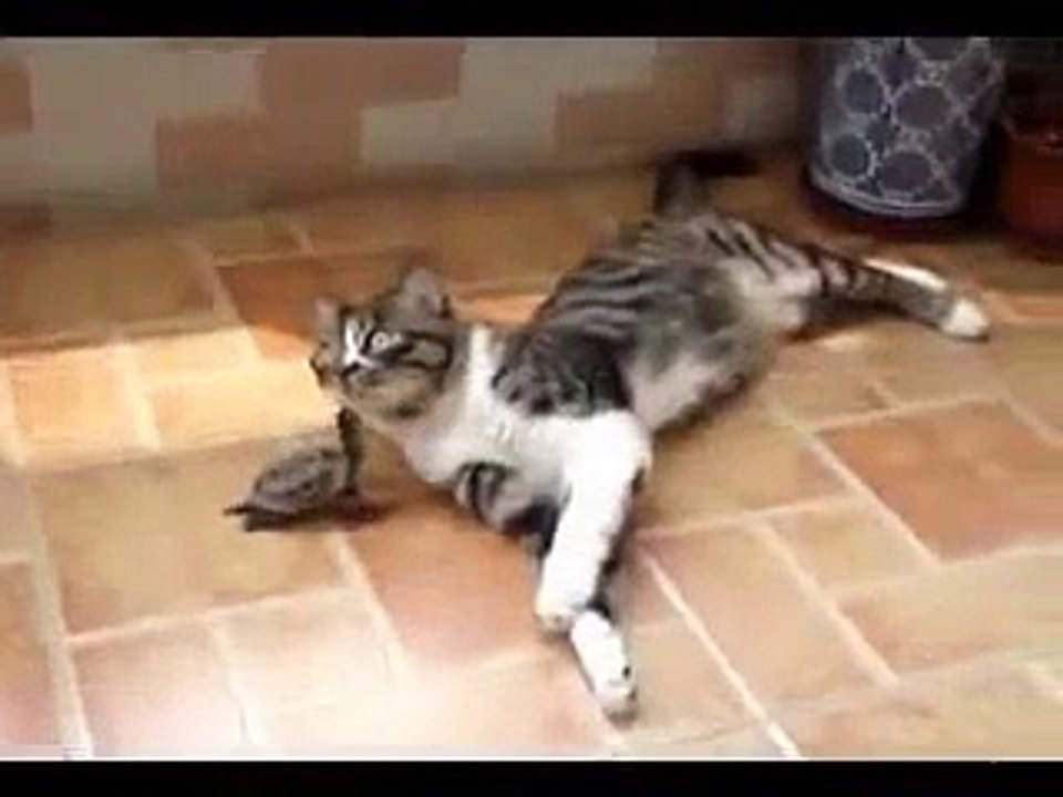 Cat And Turtle Are Best Friends - Very Cute
