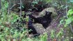 Lily the Black Bear, Hope and Faith - September 3, 2011 - Hope is collared!