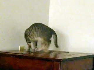 Funny Kitten Chasing Own Tail - CUTE