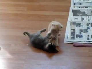 Cutest Kitten Fight Ever Surprising Ending