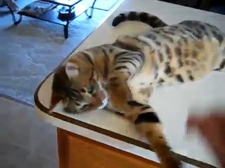Cute very well trained Bengal Cat! Amazing!
