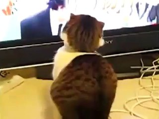 Cute Cat Stares Very Funny
