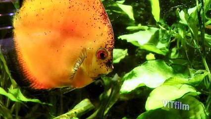 Красноярский парк флоры и фауны "Роев Ручей" 2011