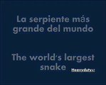 la serpiente mas grande del mundo serpientes gigantes monstruos reales