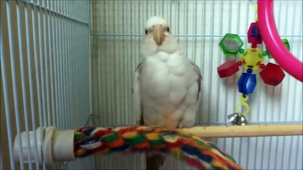 Cockatiel chirping!