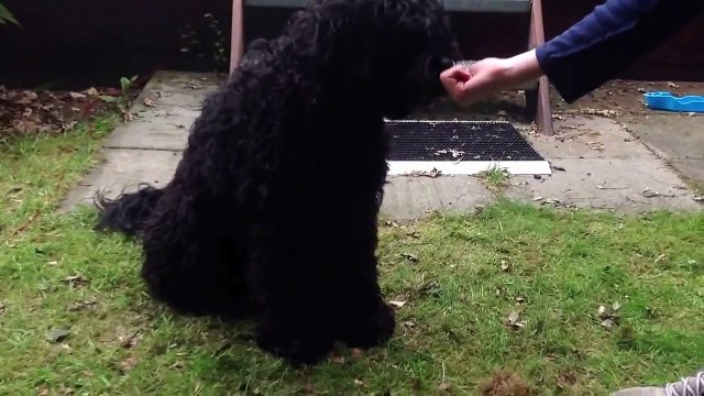 Hoe leer ik mijn hond de high five? (Uitleg)