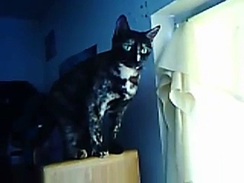 shewie at the window