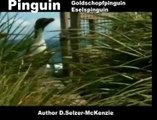 Pinguin Goldschopfpinguin Eselspinguin Tiere Animals Natur SelMcKenzie Selzer-McKenzie