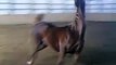 A Gorgeous Arabian Horse Kicking