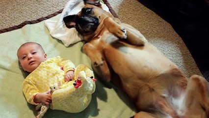 Funny dogs and babies talking   Cute dog & baby compilation !! 2015