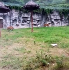 Des tigres affamés attaque une grue