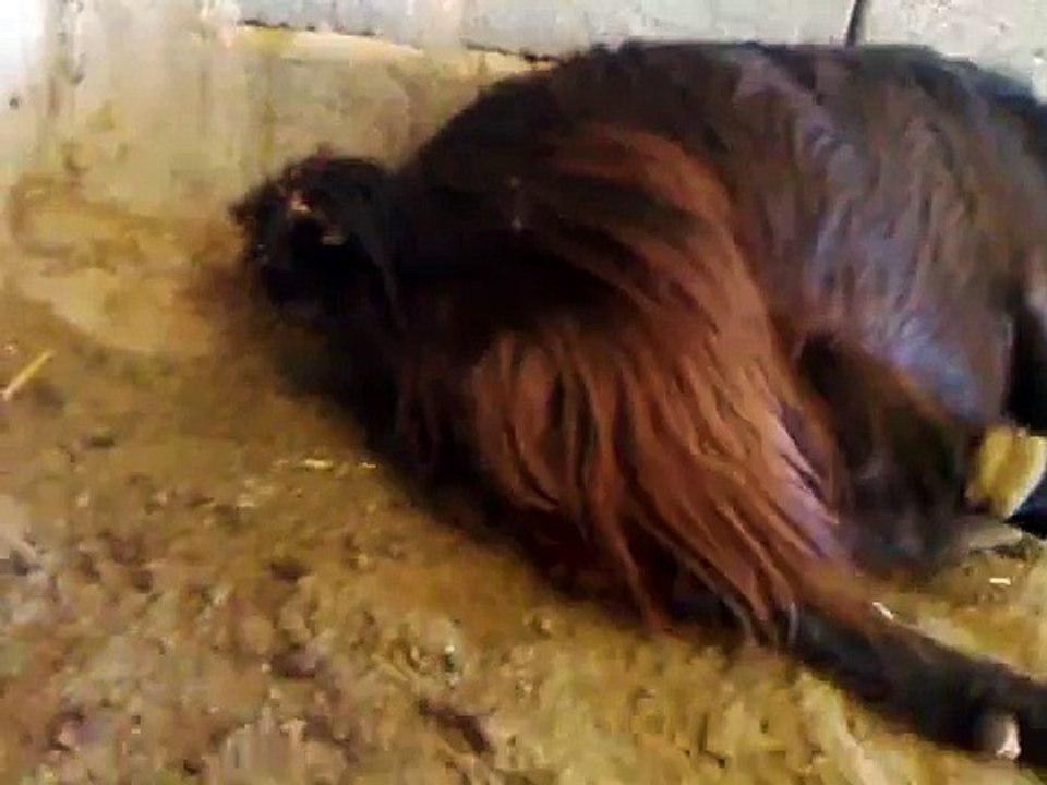 ولادة عنز ماعز