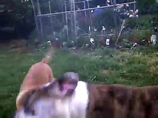 Formosan Mountain Dog and Olde English Bulldogge playing