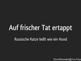 Auf frischer Tat ertappt: Russische Katze bellt wie ein Hund