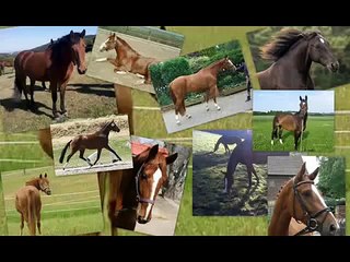 Die Traurige Geschichte von Beauty und mir