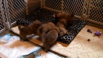 Shiba Inu Puppies Roughhousing