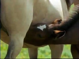 Vahşi Atlar Belgeseli izle - http://www.belgeselizle.web.tr