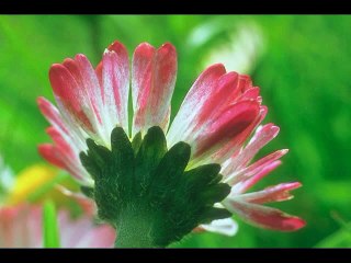 REET ISS NAGAR KI HAY AUR JANAY KUB SAY HAY, BEUTIFUL URDU POETRY, MUST LISTEN