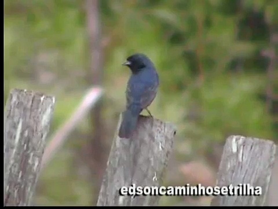 Tiziu (Volatinia jacarina)