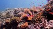Scuba Diving the Sipadan Barrier Reef in 60 seconds
