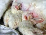 Incredible close-up of newborn Ragdoll kittens suckling - LIONS ROYALE RAGDOLLS