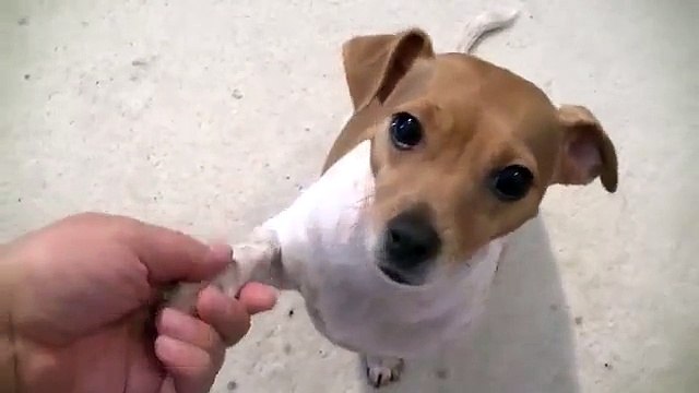 Amazing Dog Tricks - Dog Falls Asleep in Bed