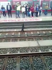 Demandarán a una mujer por salvar a un perro de unas vías de tren