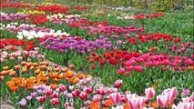 Hortus Bulborum Limmen Historical tulips Jardin Historique tulipes Historische bloembollen tulpen