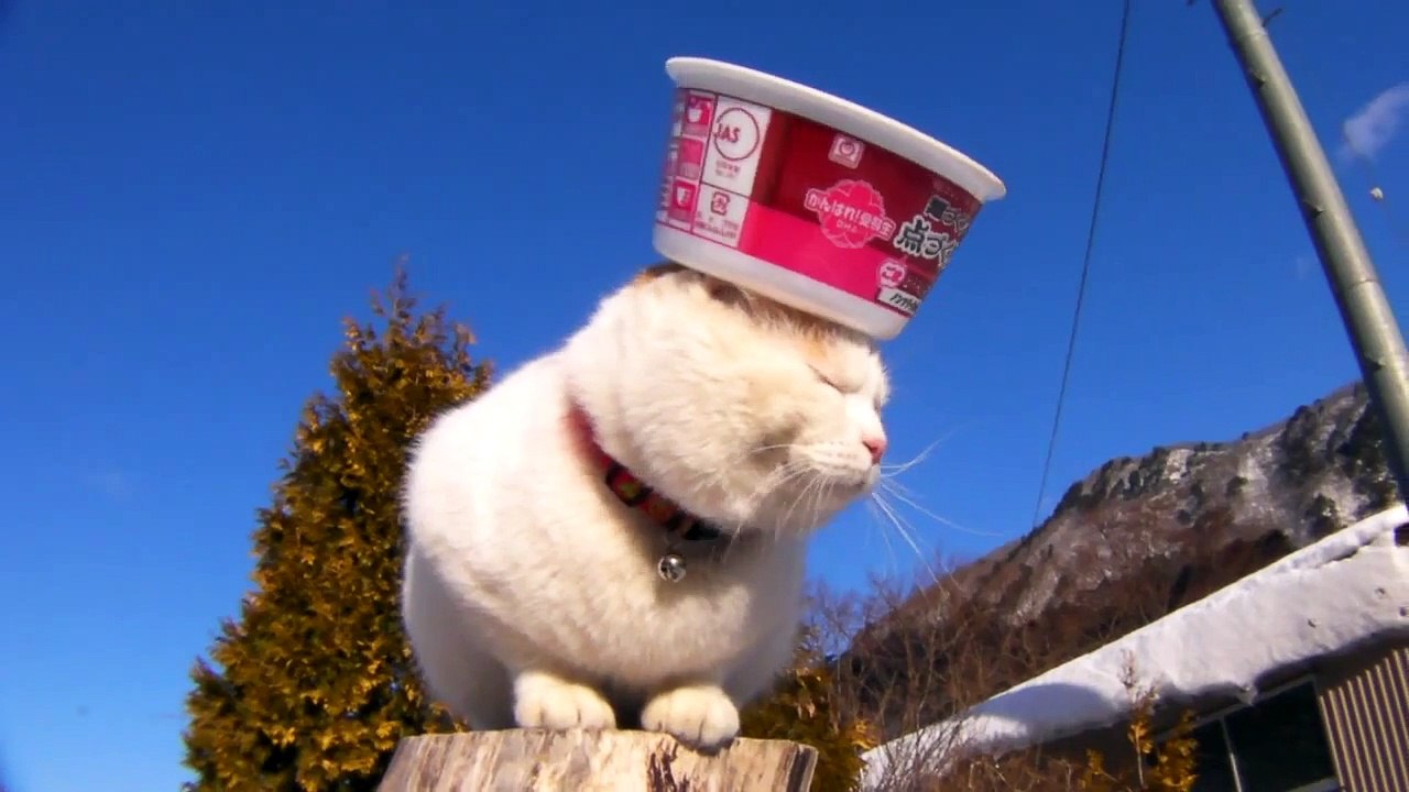 110205点づくり "TENZUKURI" topped the cat