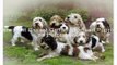Petit Basset Griffon Vendeen Puppies 01