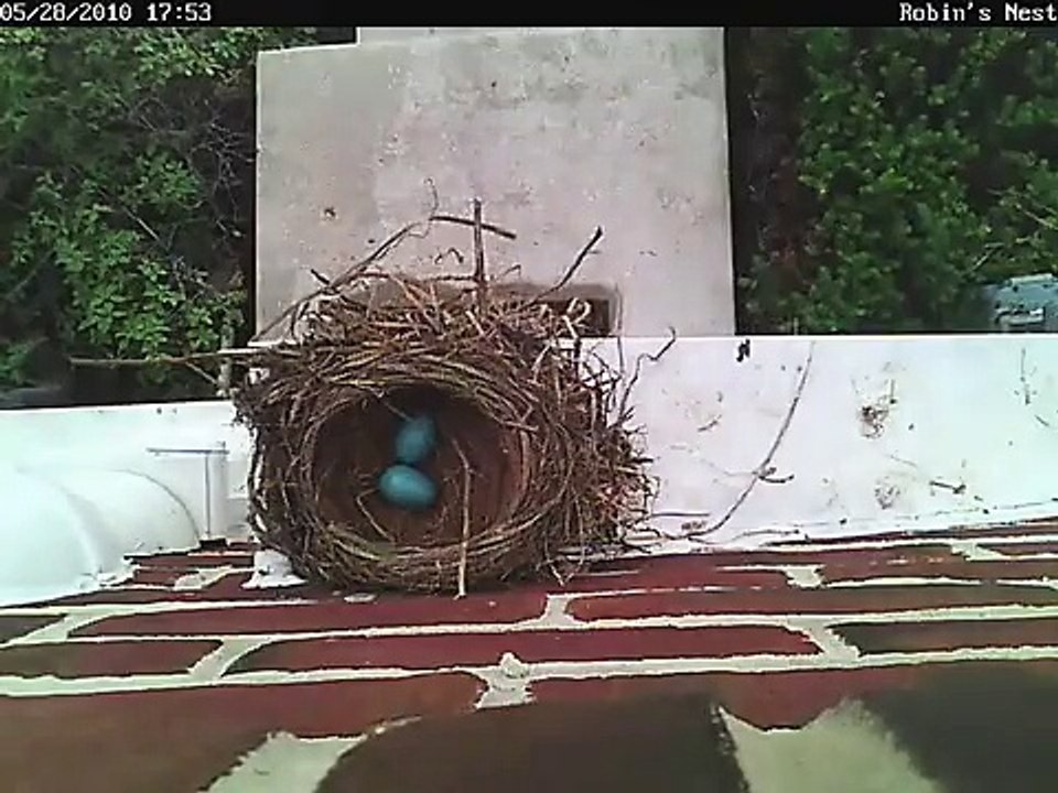 Robin's Nest - Day 1 - Time Lapse