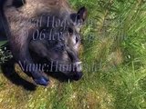 The hunter PC game feral hogs hunt with 30 06 lever scoped rifle.mp4