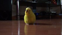 Budgie Lift Off, Slow Motion