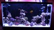 Reef Aquarium Kessil Lights A150w Ocean blue