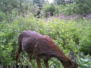 Wild Roe Deer Cam - PTDC0474