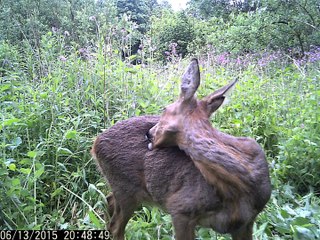 Wild Roe Deer Cam - PTDC0478
