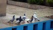 pigeons irans shiraz(kaftar shiraz)duva från shiraz