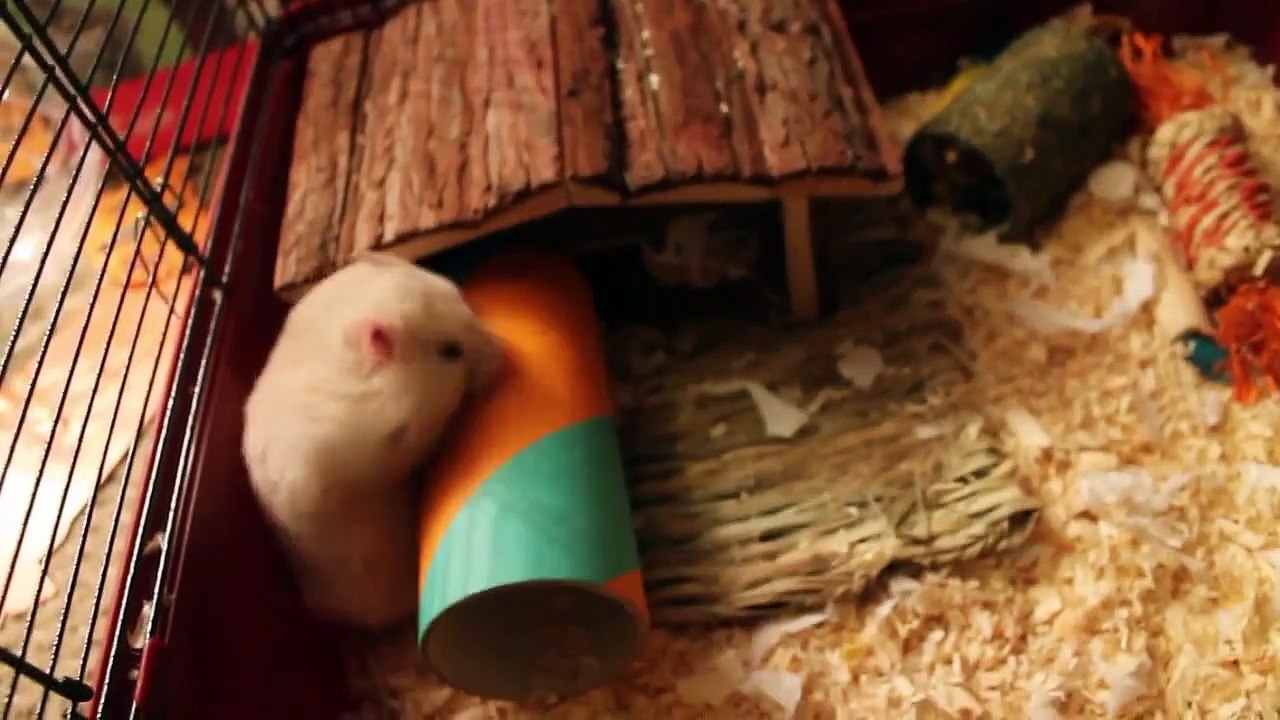 Hamster Exploring New Cage