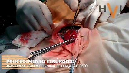 Cirurgia para correção de prolapso retal em Buldogue Francês
