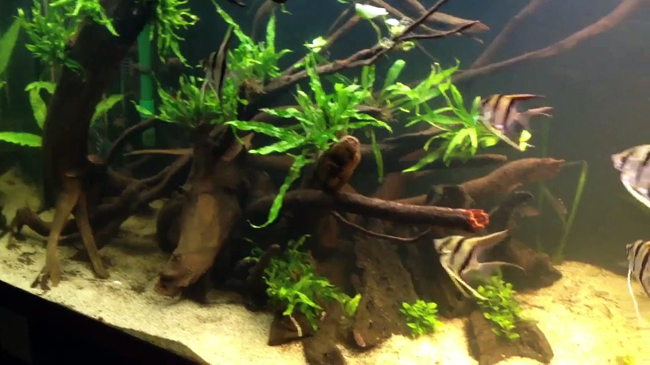 Planted tank, week 3, Altum angelfish