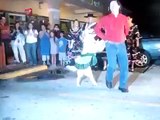 Dancing Merengue Dog會跳舞的狗 漂亮的黃金獵犬CARRIE與人共舞 201008.flv