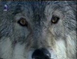 Seduccion animal: Lobos con el rabo entre las patas