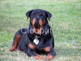 Rottweiler and Pitbull mix