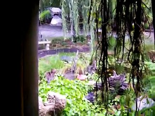 Aquatic Farm Treasures #4